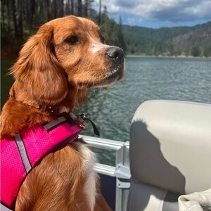 Vibrant Pink Dog Life Vest